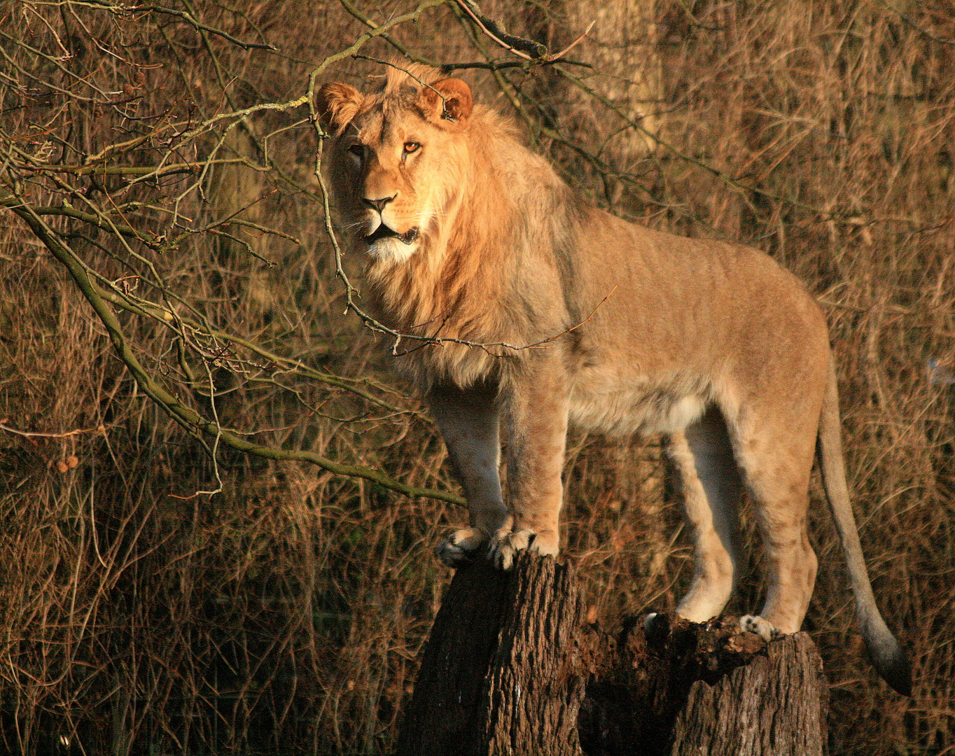 Dortmunder Zoo 2