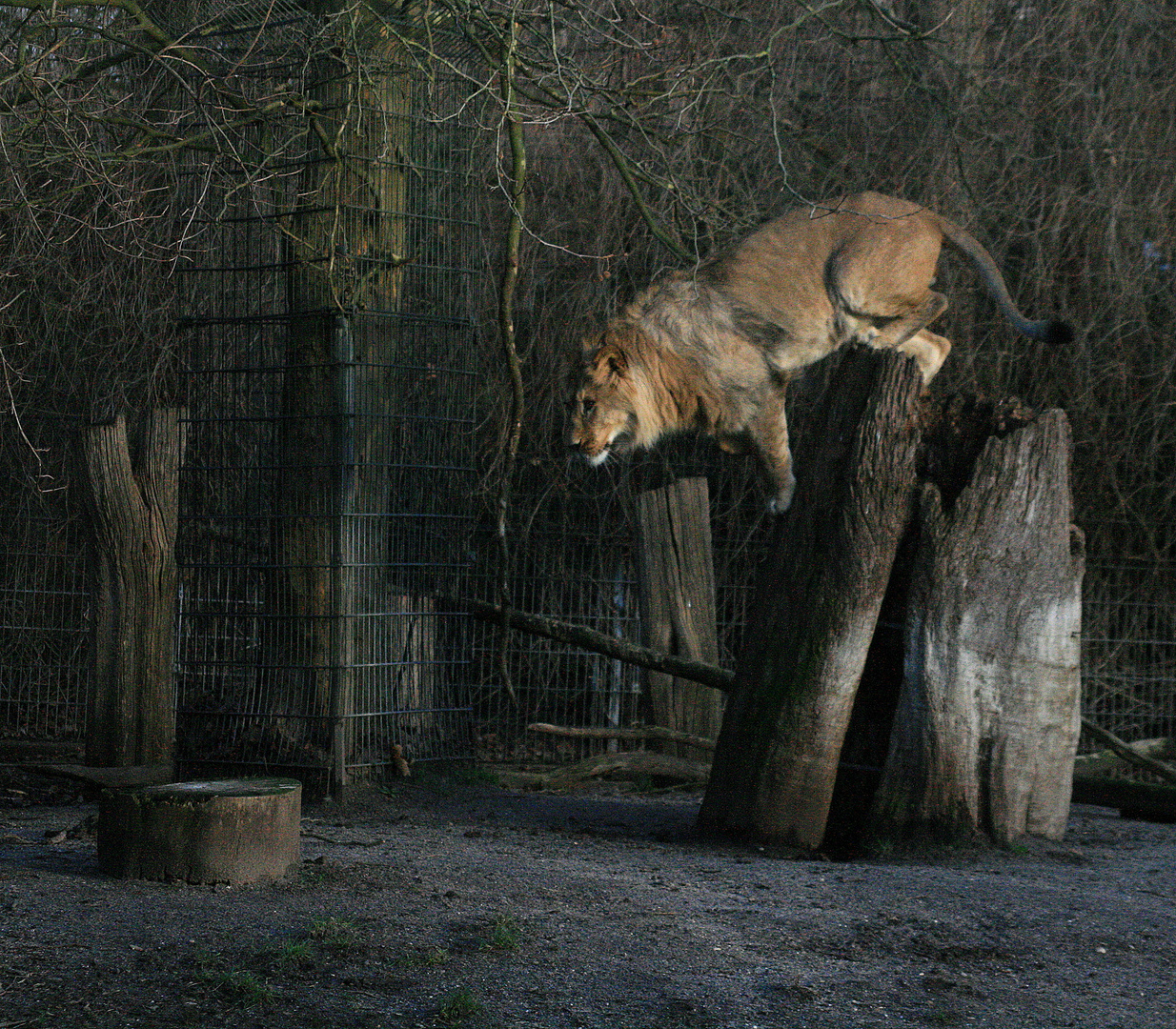 Dortmunder Zoo