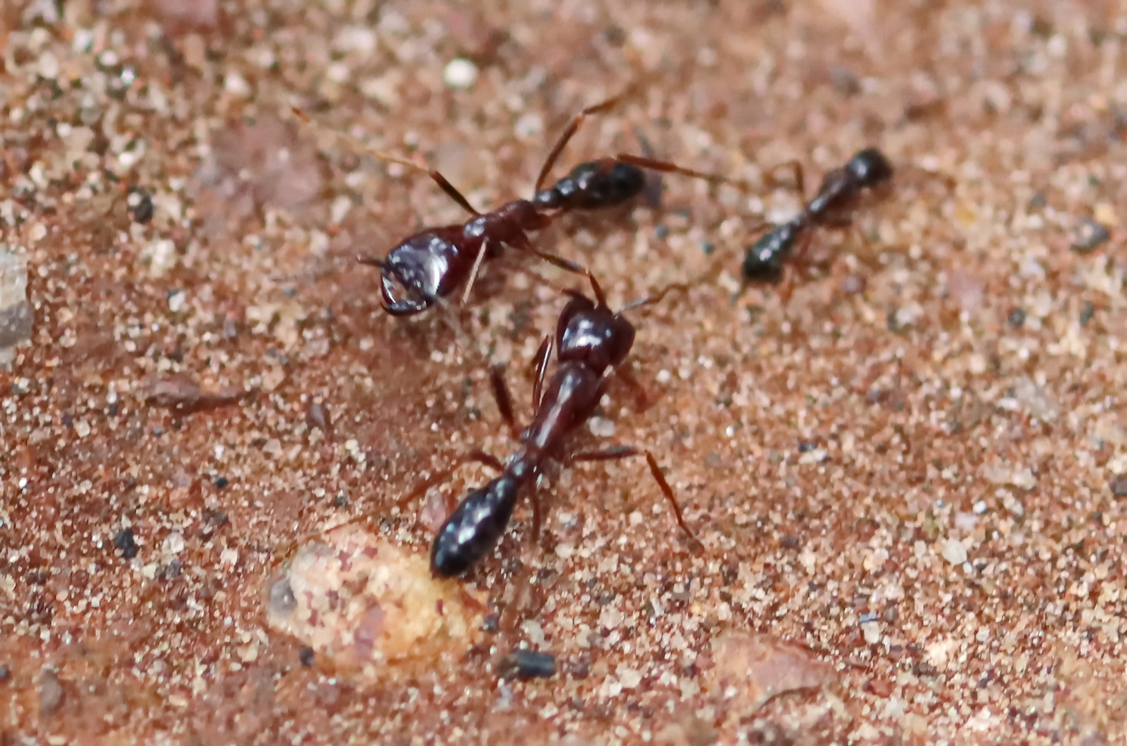 Dorylus nigricans im Gegenverkehr