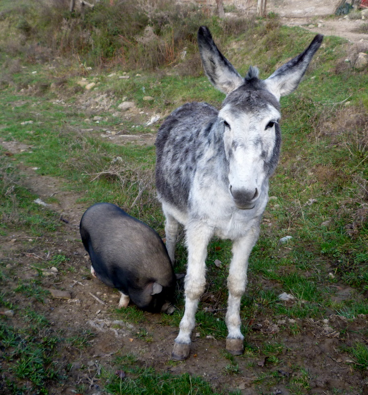 dos amigos