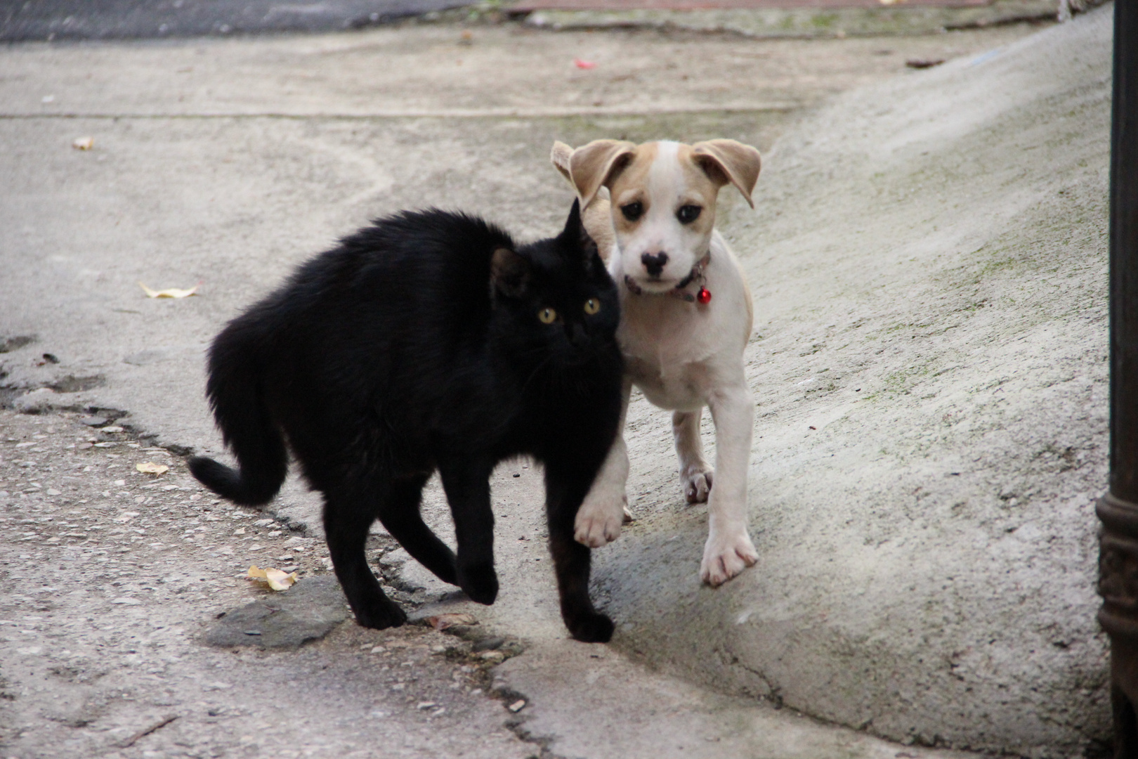 Dos amigos en la calle..