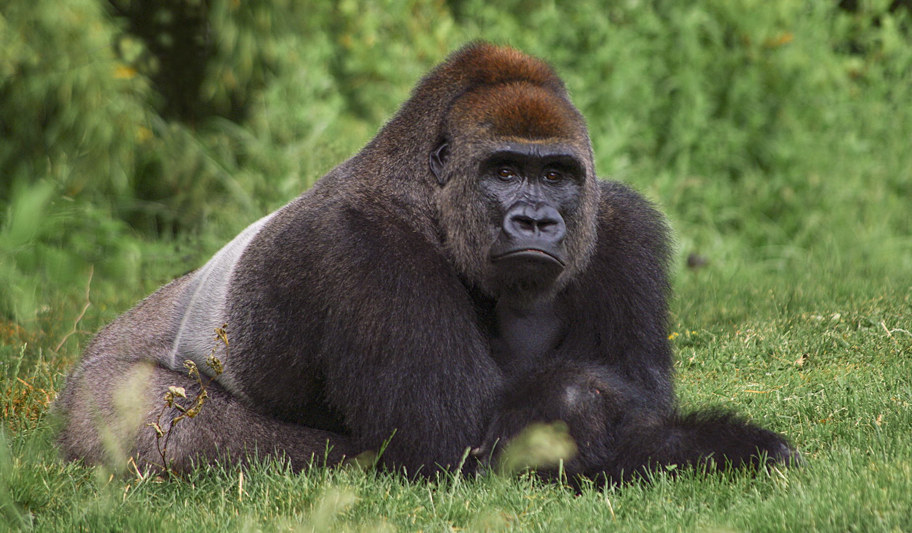 Dos argenté (Gorilla beringei, gorille de montagne)