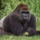 Dos argenté (Gorilla beringei, gorille de montagne)