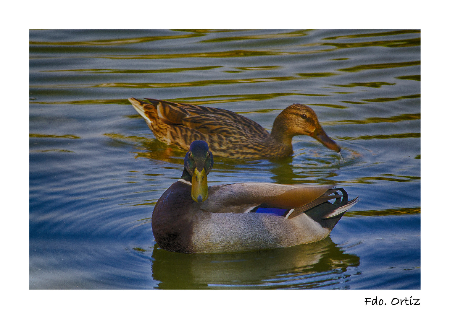 Dos bellos patos