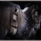 " dos cavalls "