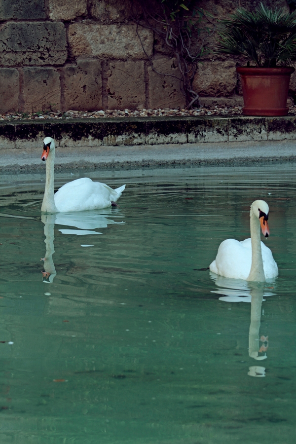 Dos Cisnes