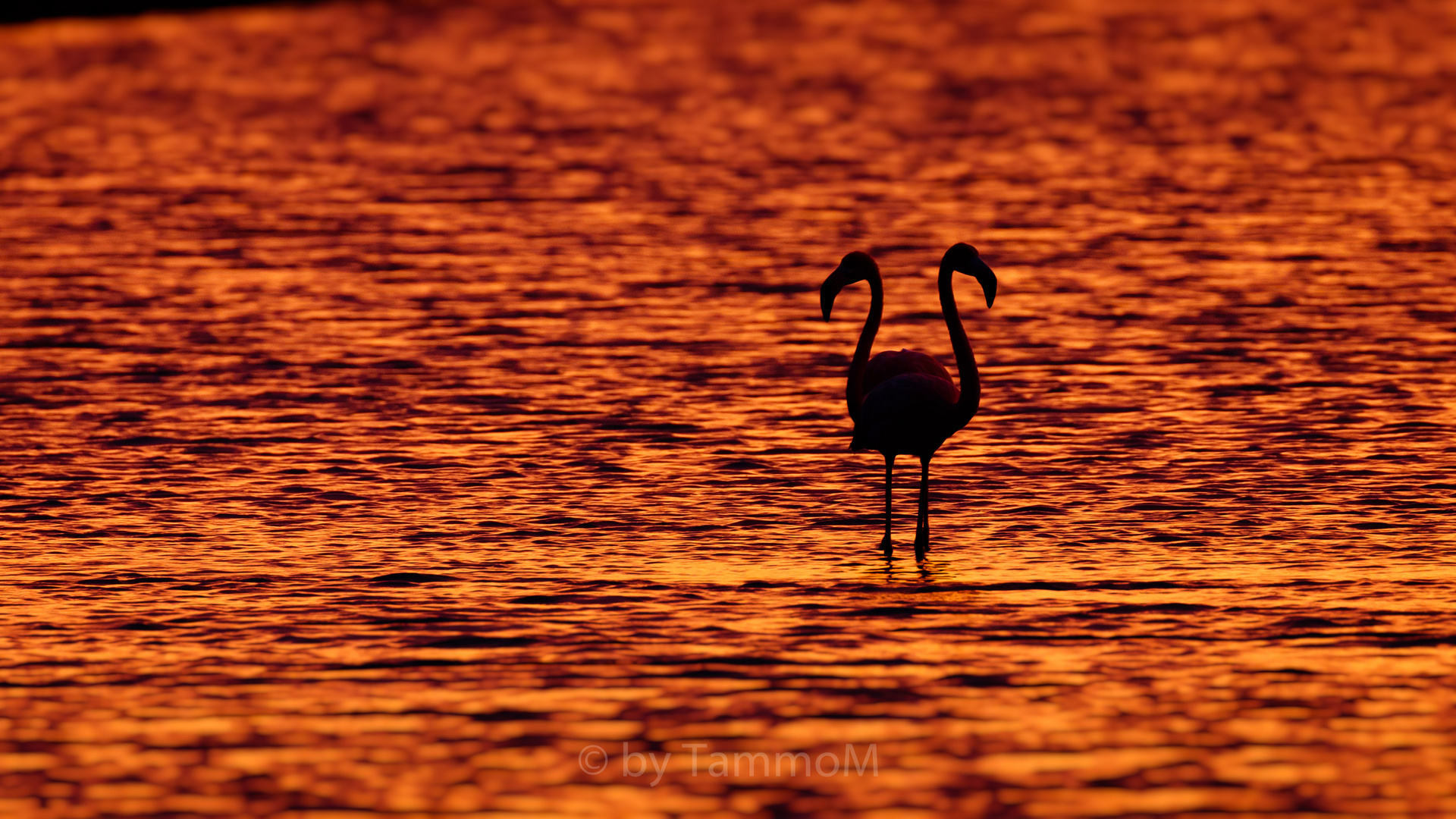 dos flamencos