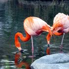 dos flamencos rosados---