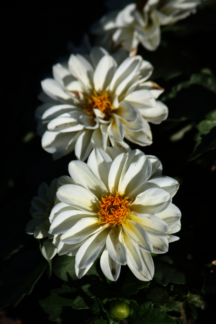 dos flores blancas