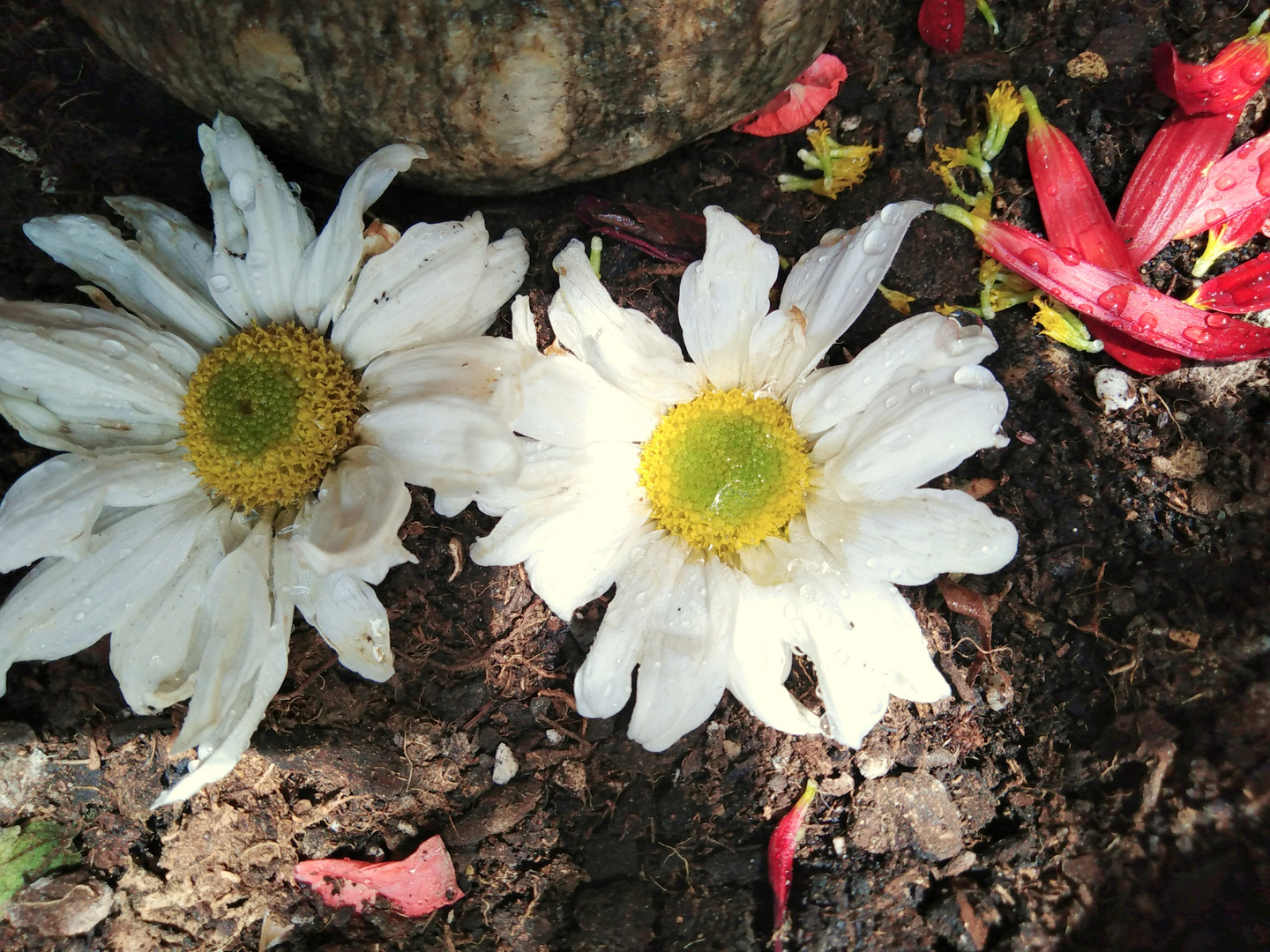  Dos flores en la tierra  