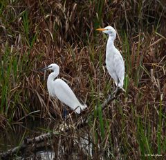 Dos garzas