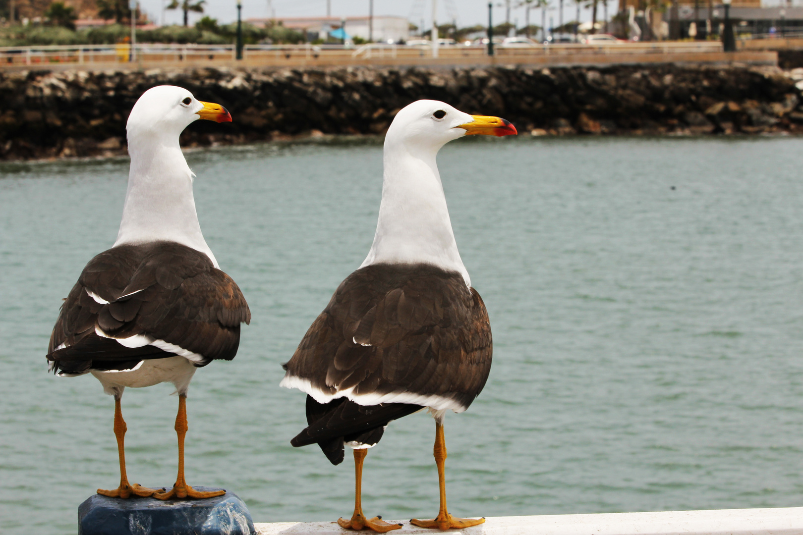 Dos gaviotas