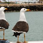 Dos gaviotas