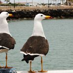 Dos gaviotas