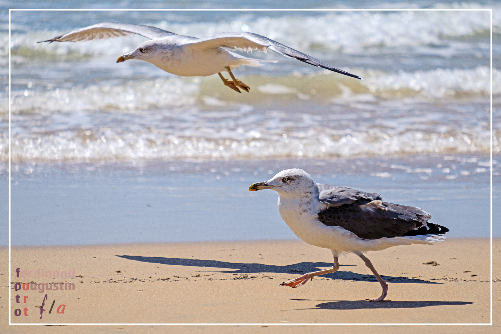 Dos Gaviotas