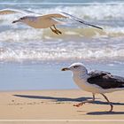 Dos Gaviotas