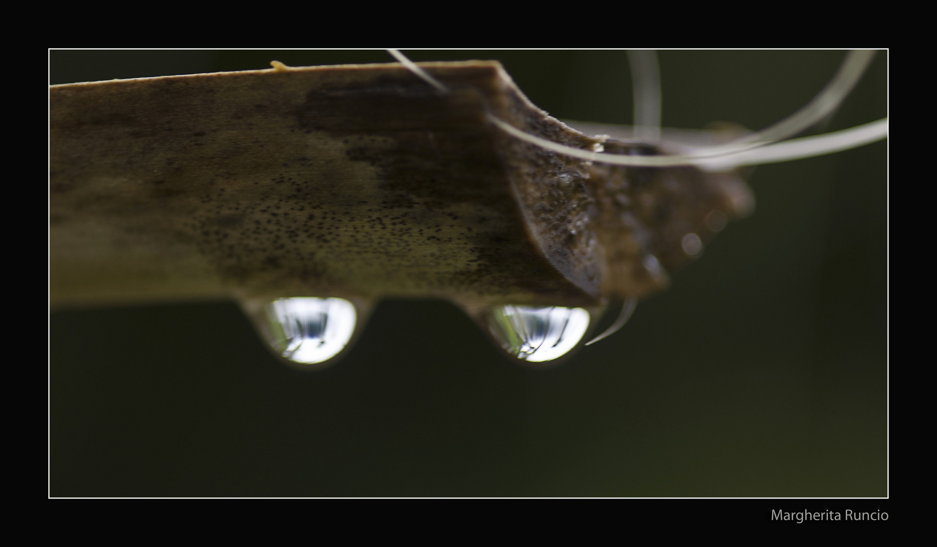 Dos Gotas de agua que me miran