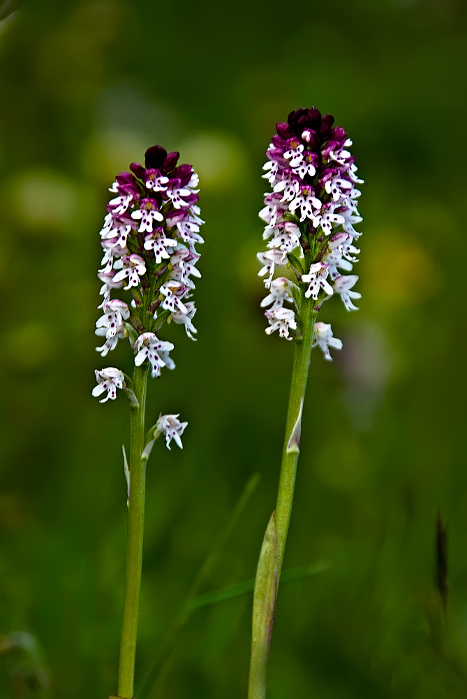 Dos Orquideas para dos amigas...