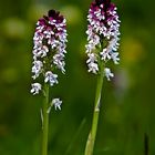 Dos Orquideas para dos amigas...