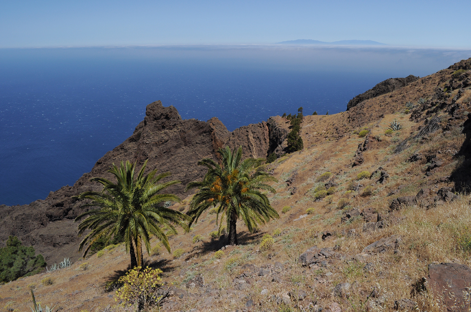 Dos palmeras y La Palma