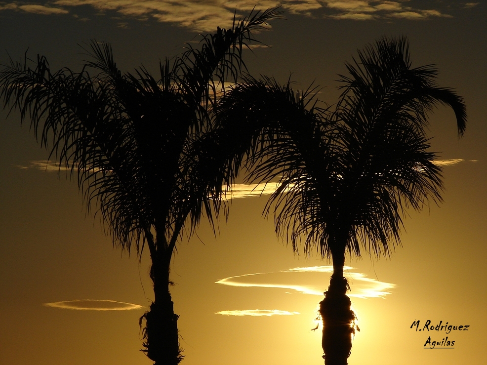 Dos palmeras y un atardecer