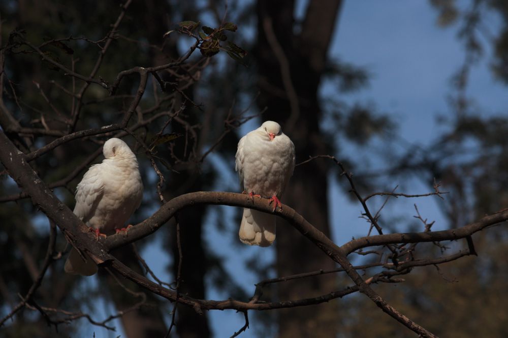 dos palomas al sol de noviembre