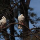 dos palomas al sol de noviembre