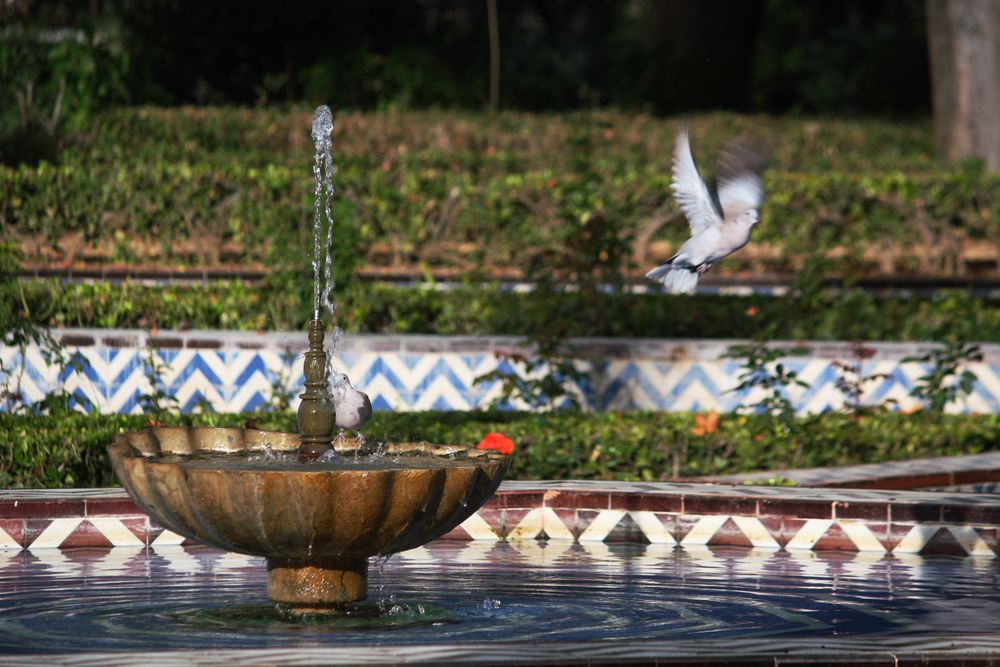 dos palomas al sol de noviembre tomando agua de la fuente de la concha