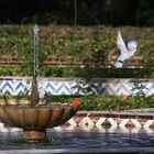 dos palomas al sol de noviembre tomando agua de la fuente de la concha