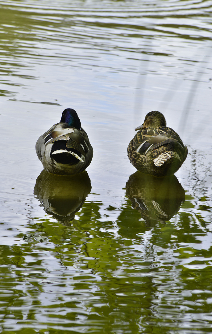 dos patitos