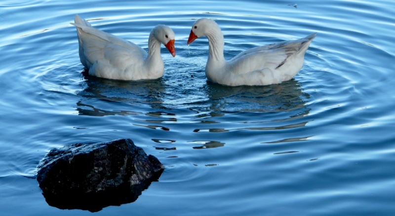 Dos Patitos