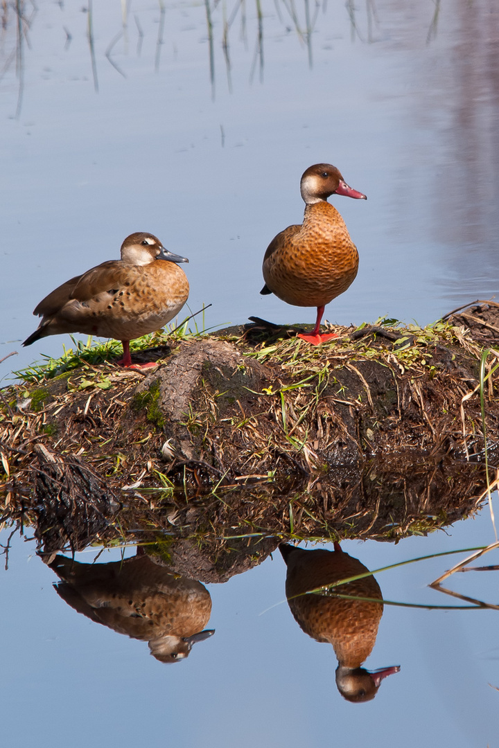 Dos patos en una pata