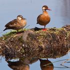 Dos patos en una pata