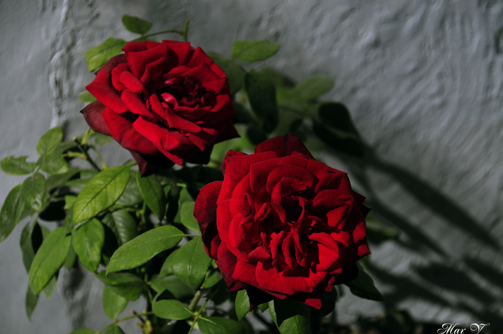 Dos Rosas Rojas