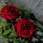 Dos Rosas Rojas