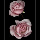Dos rosas rosas (para Ana Vera)