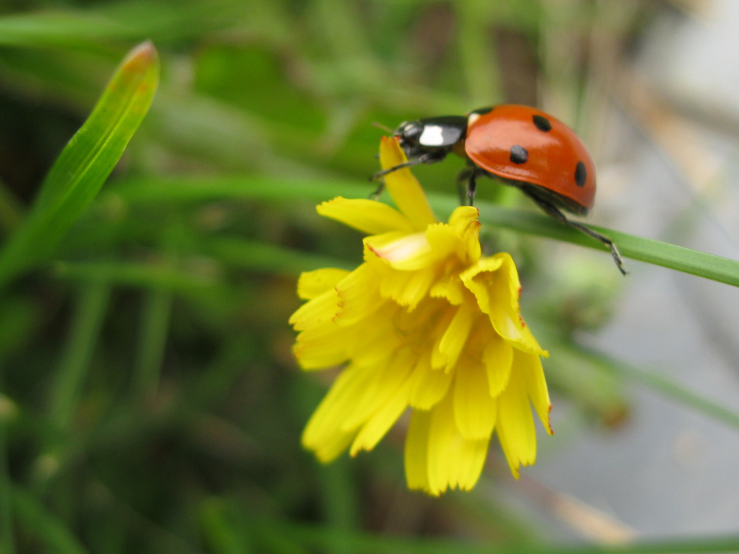 Dos rouge taché de noir, cou de neige, coccinelle.