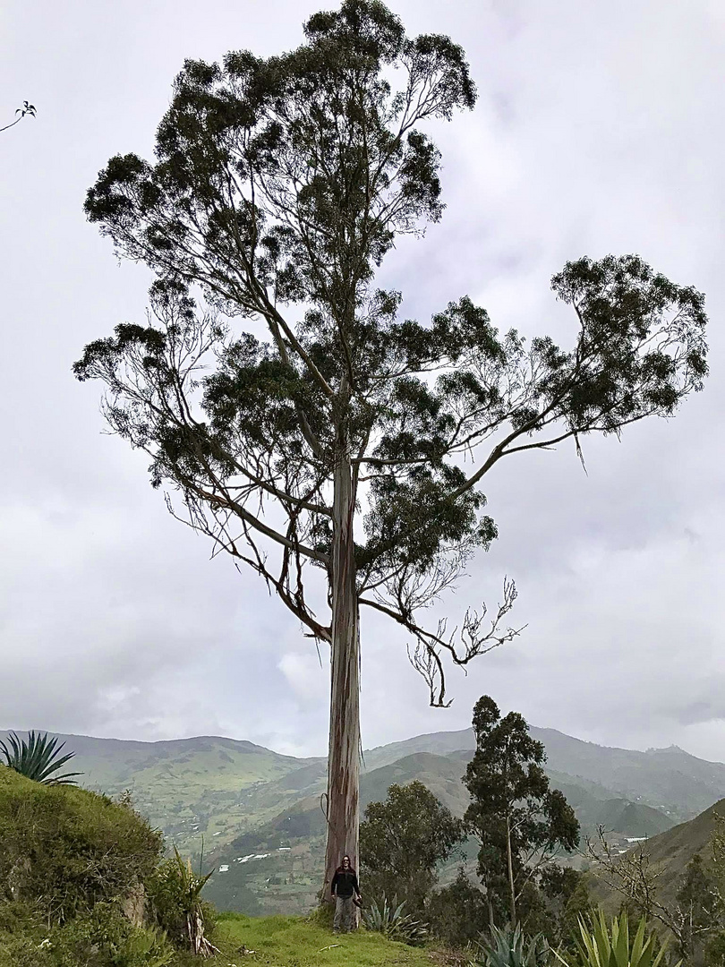 Dos tipos de árbol 