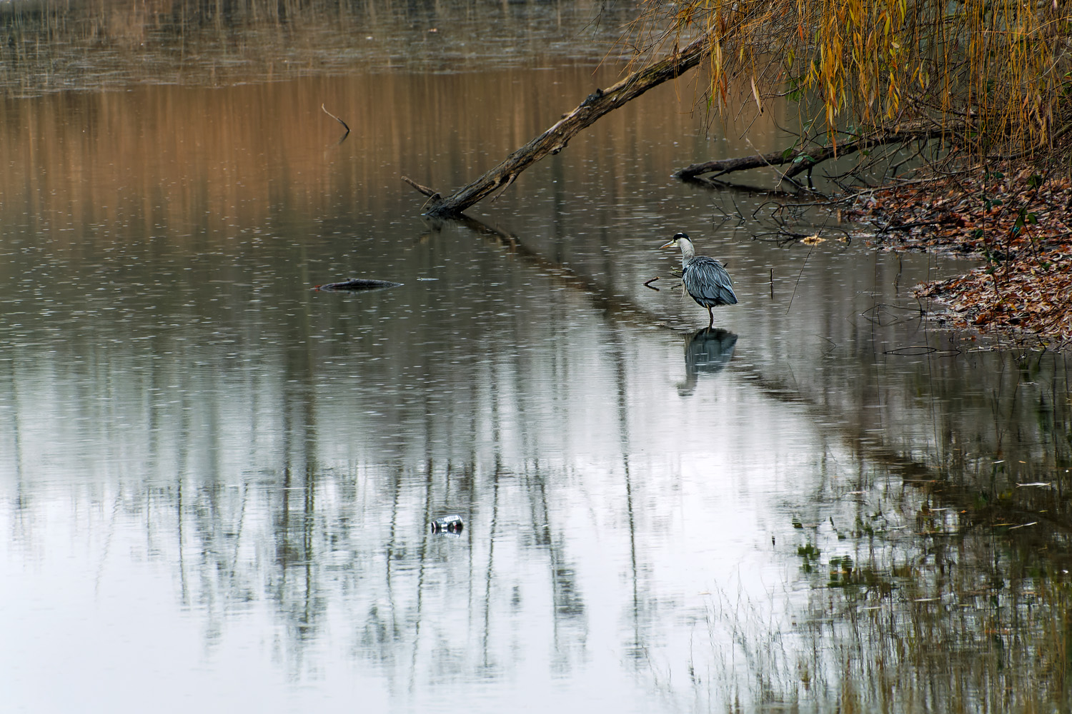 Dose im Teich