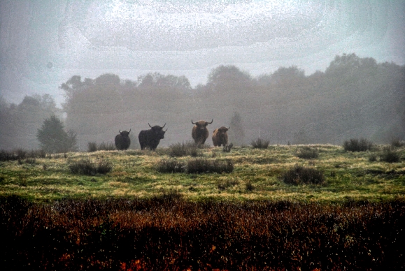 Dosenmoor Einfeld im Nebel