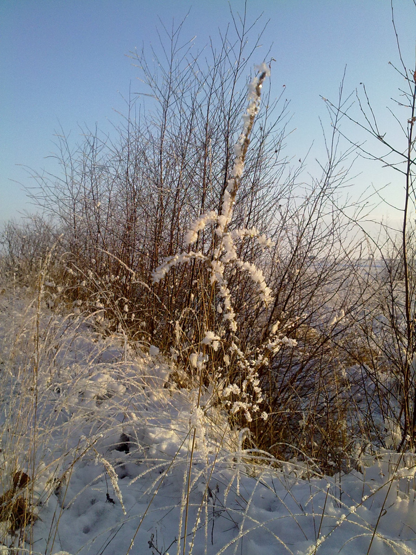 Dosenmoor im Winter