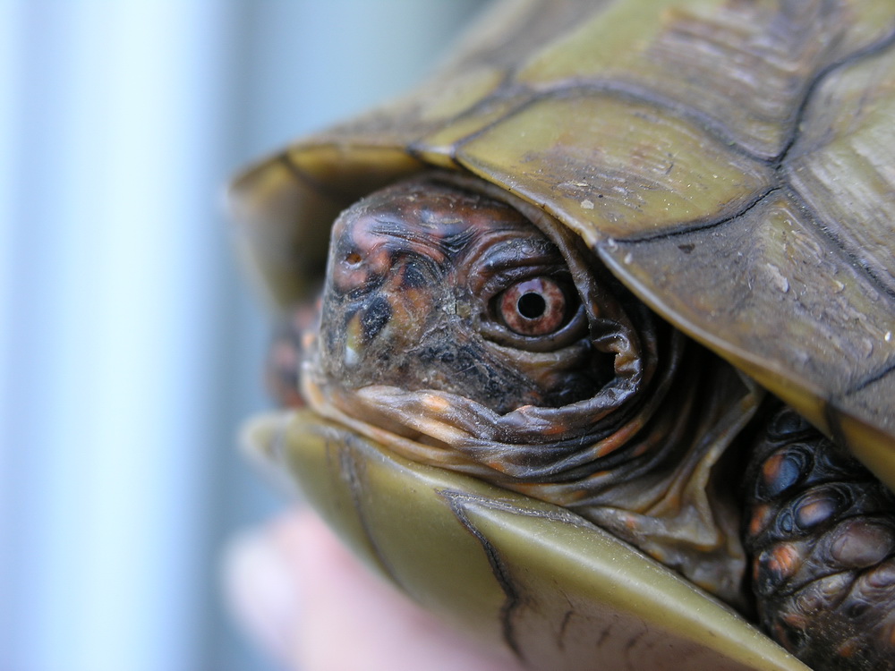 Dosenschildkröte einmal ganz nah