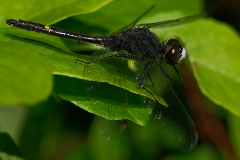 Dot-tailed Whiteface