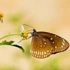 Doting on flower