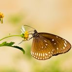 Doting on flower