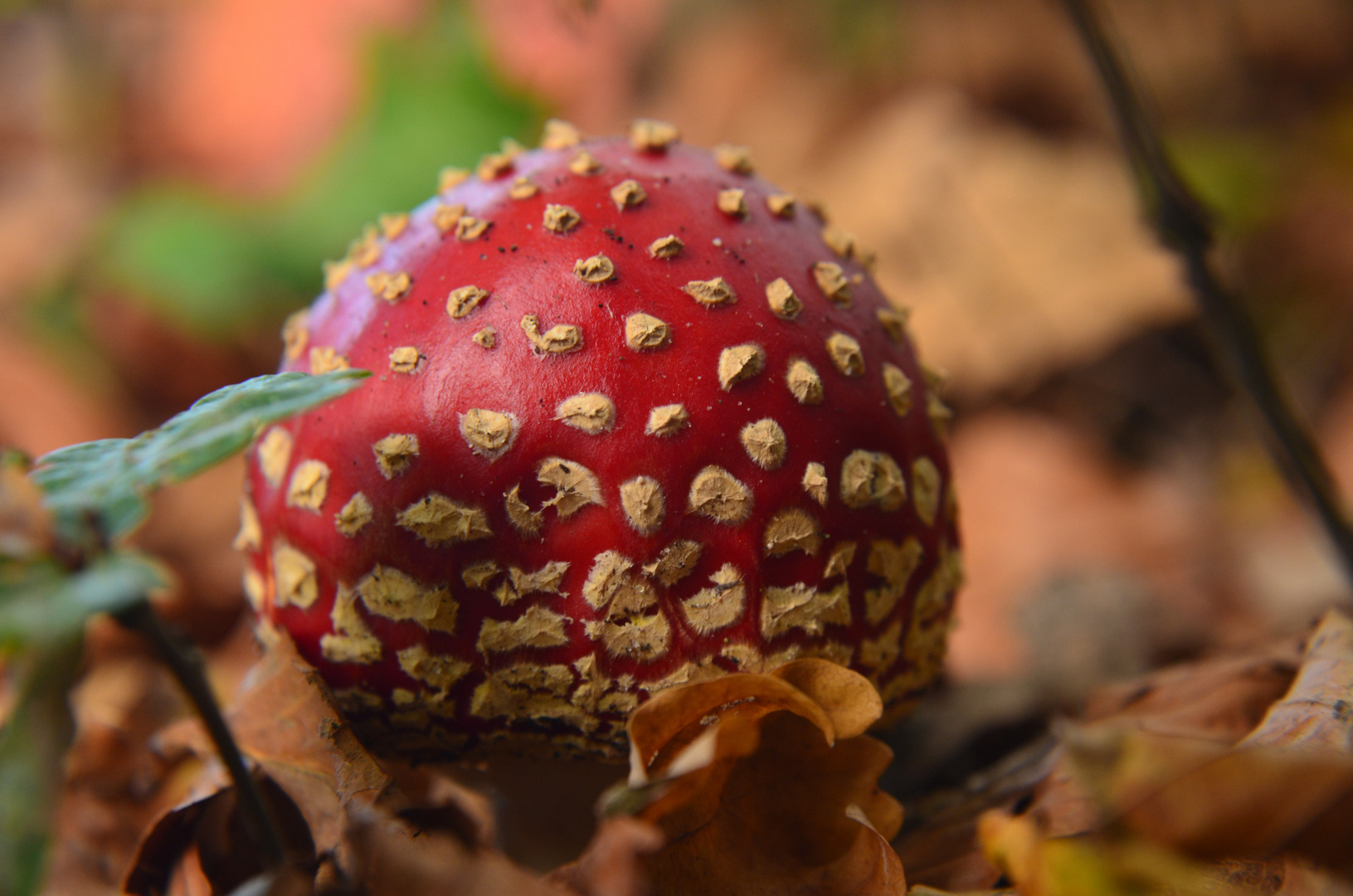 Dots 'n Spots -- Amanita muscaria (L.: Fr.) Lamarck