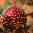 Dots 'n Spots -- Amanita muscaria (L.: Fr.) Lamarck