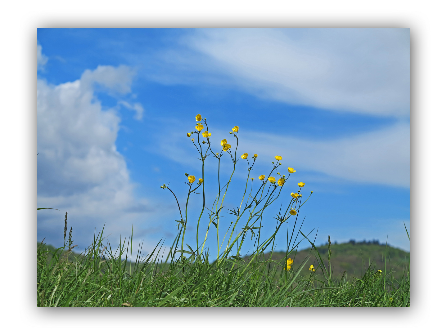 Dotterblüten