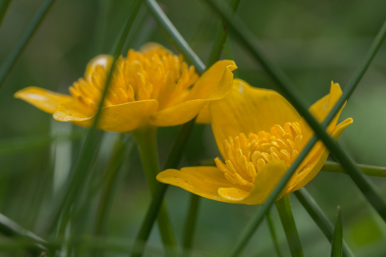 Dotterblume 