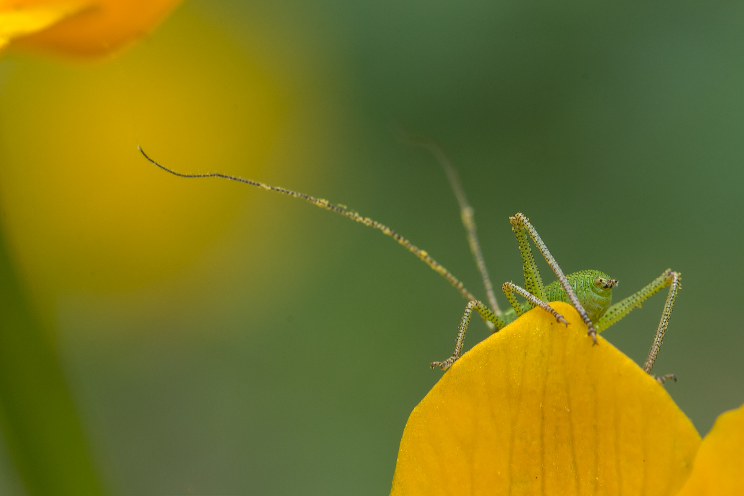 Dotterblume 